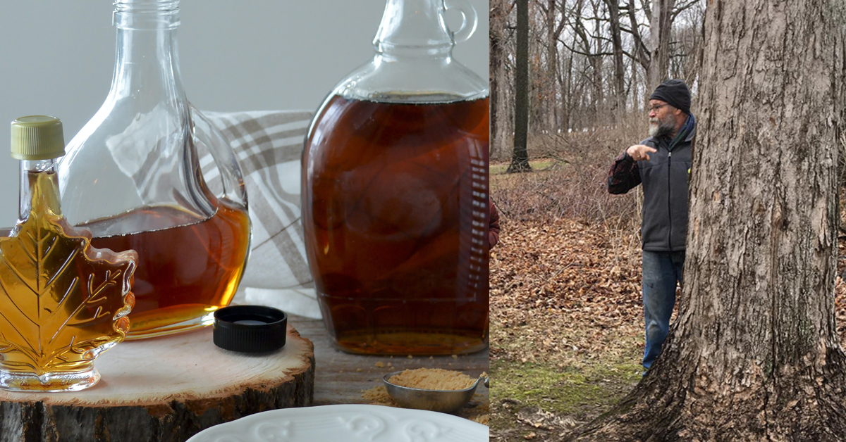 Maple Sugar Days