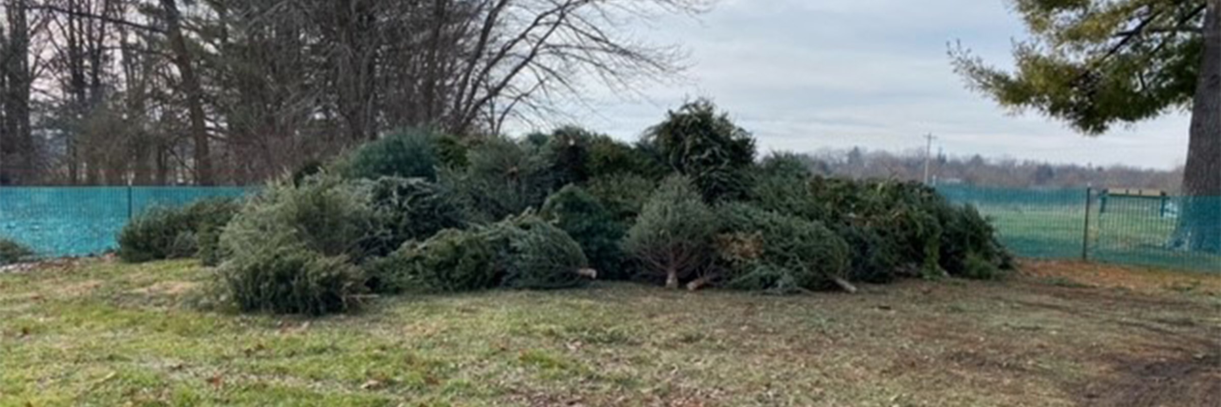 Snowflakes, lights, and Christmas tree recycling with Champaign County Forest Preserve District