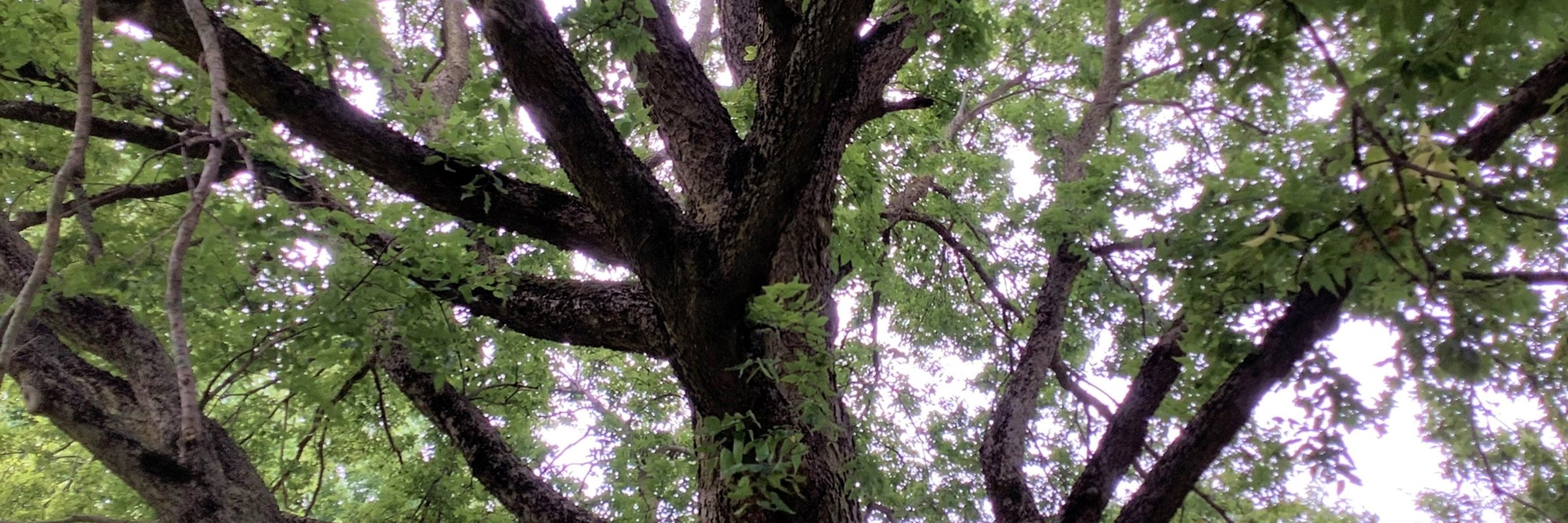 Native Illinois Tree Species