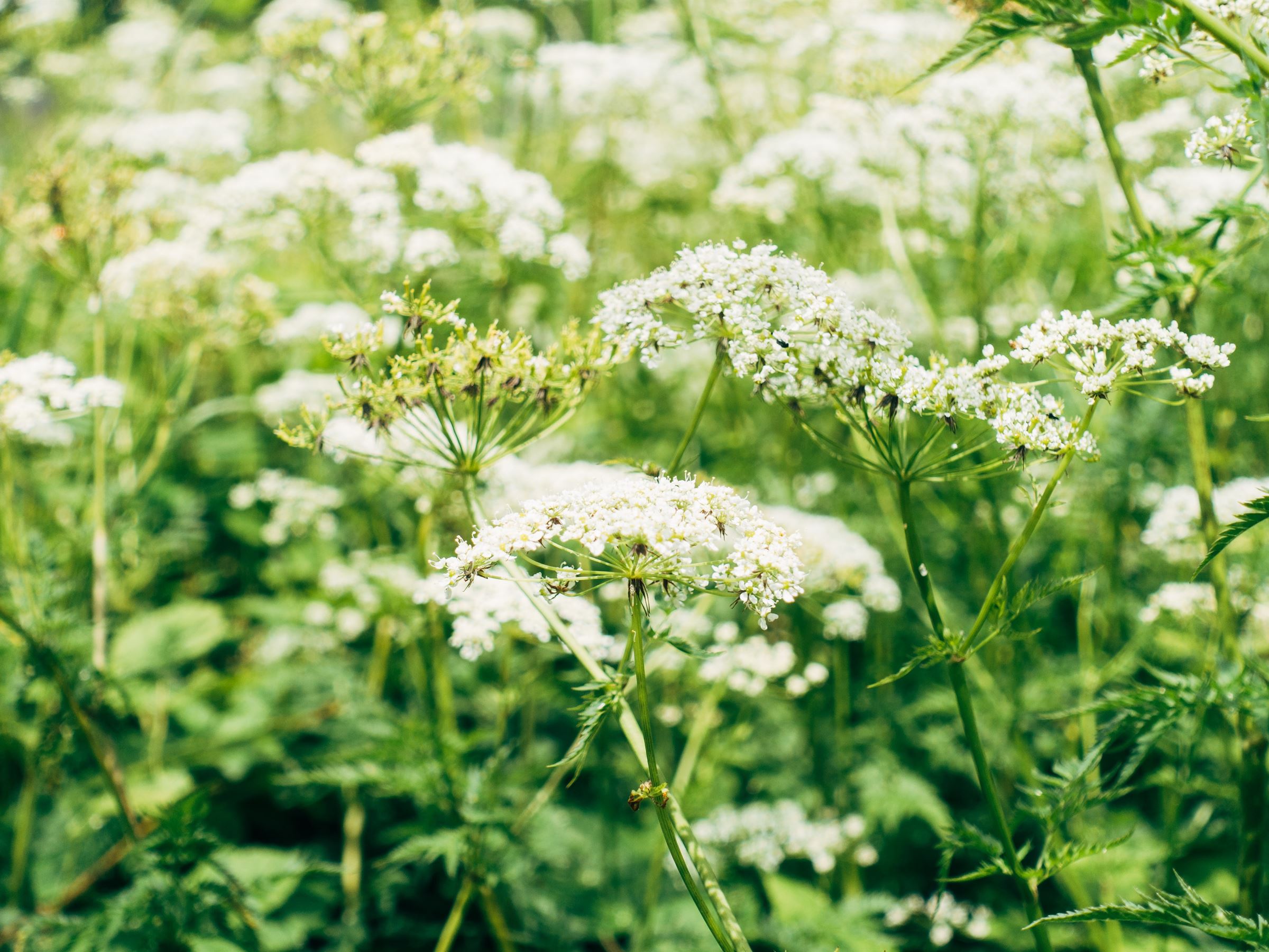 Medicinal Plants & Uses by Indigenous Peoples of the Great Plains