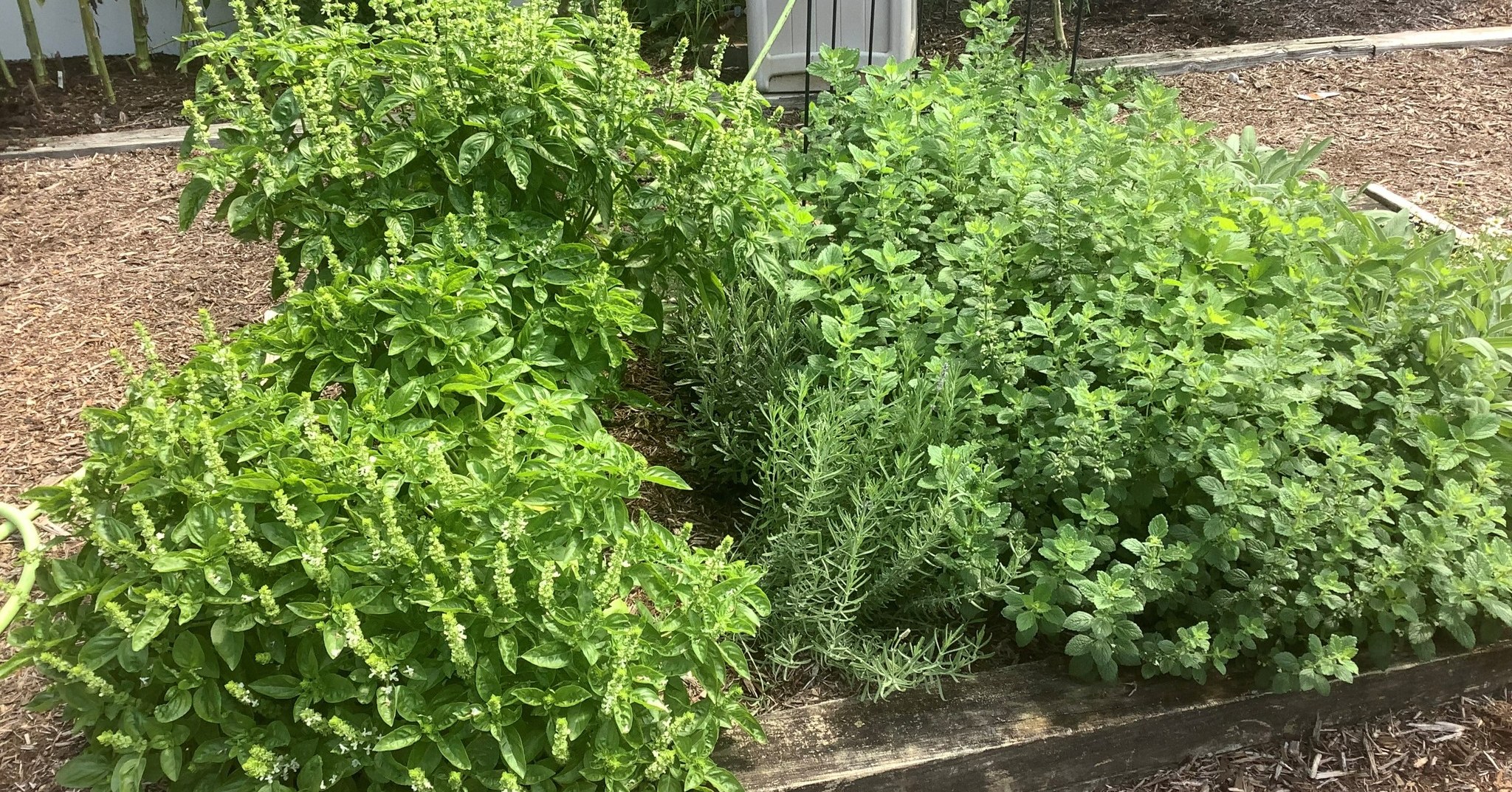 Our Discovery Garden