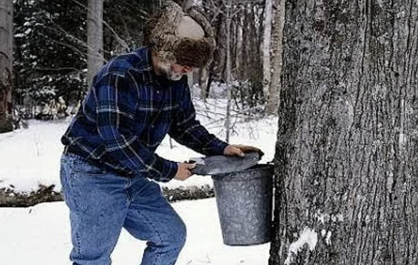 Maple Sugar Days - Afternoon Edition