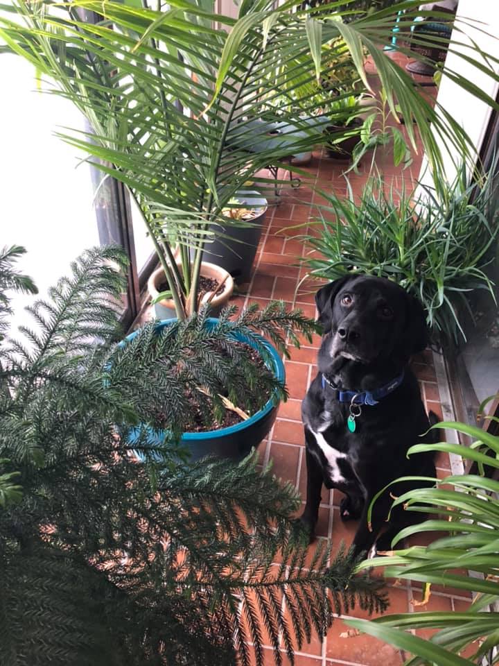 Healthy Houseplant Tips for the Winter!