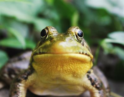 image Frog Call Survey Field Training