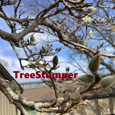 image Tree Stumper!