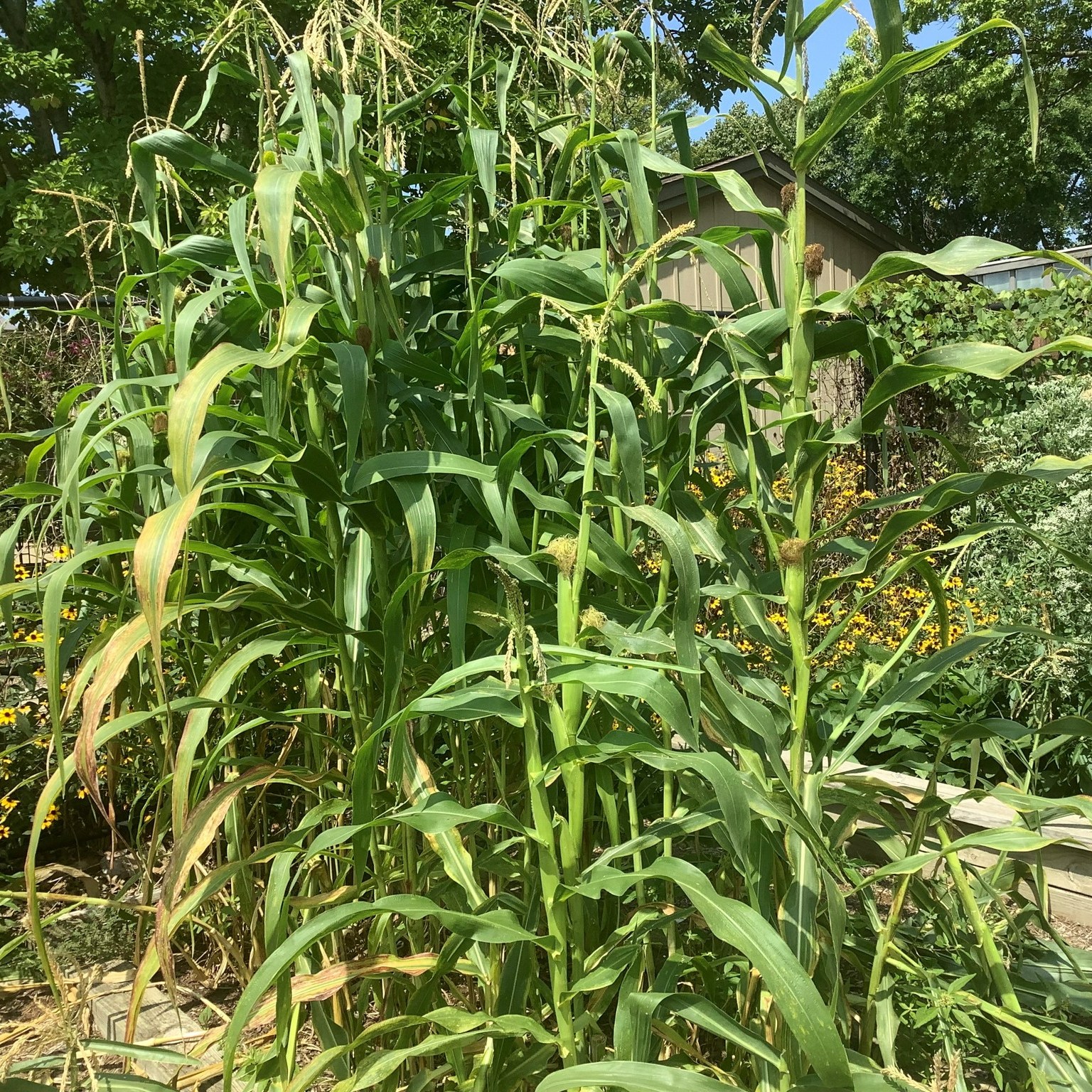 Plants that Shaped History