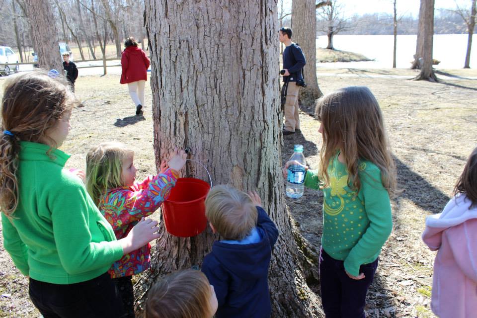 Sap to Syrup: Exploring Maple Tapping in Central Illinois