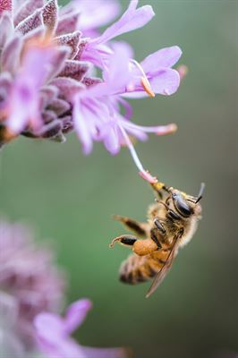 image World Bee Day