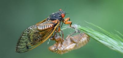 image Become one with Cicadas at Museum of the Grand Prairie