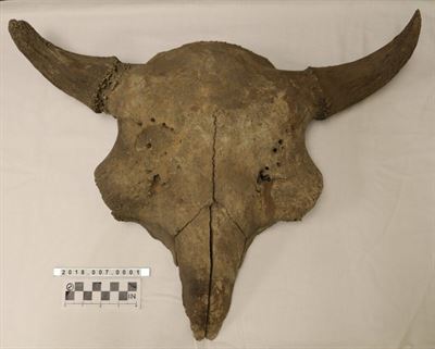 image Bison Skull at Middle Fork River Forest Preserve!