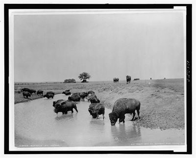 image Bison Impact on the Environment