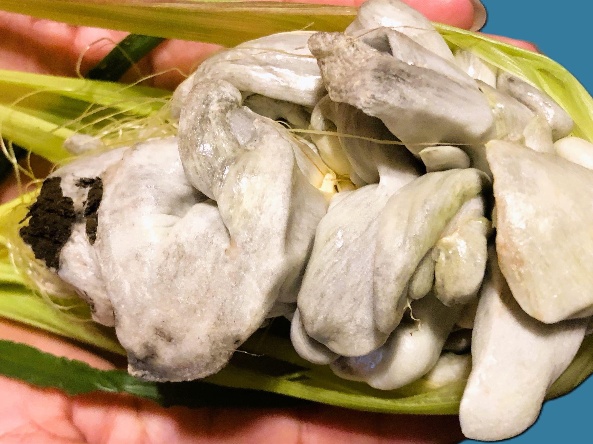 Huitlacoche, An Edible Maize Fungus Enjoyed by the Aztecs