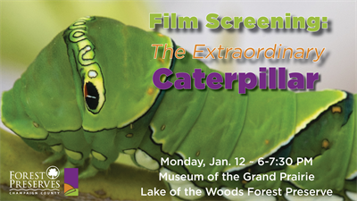 image FILM SCREENING: THE EXTRAORDINARY CATERPILLAR