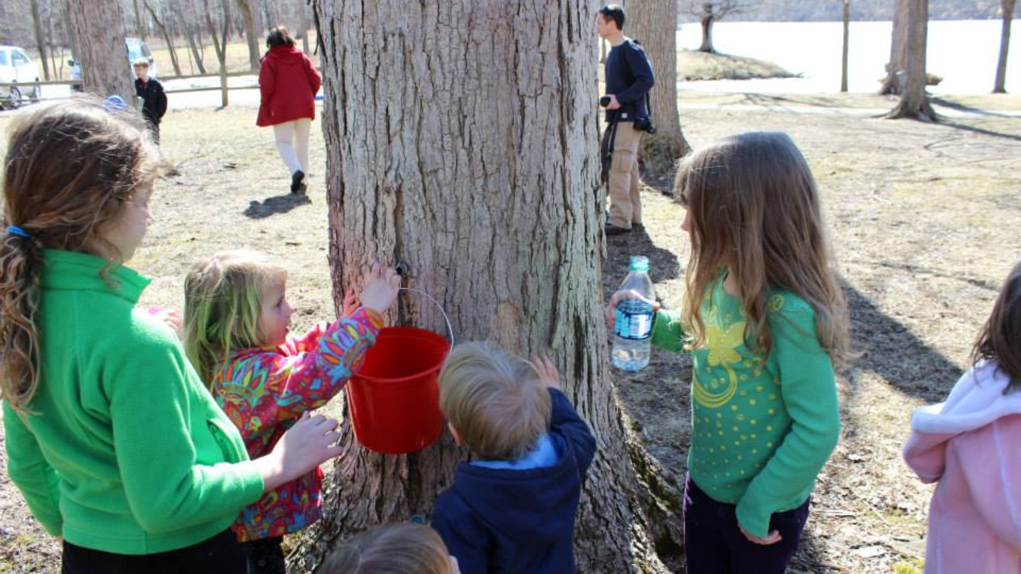 SAP TO SYRUP: EXPLORING MAPLE TAPPING IN CENTRAL ILLINOIS