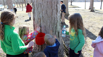 image SAP TO SYRUP: EXPLORING MAPLE TAPPING IN CENTRAL ILLINOIS