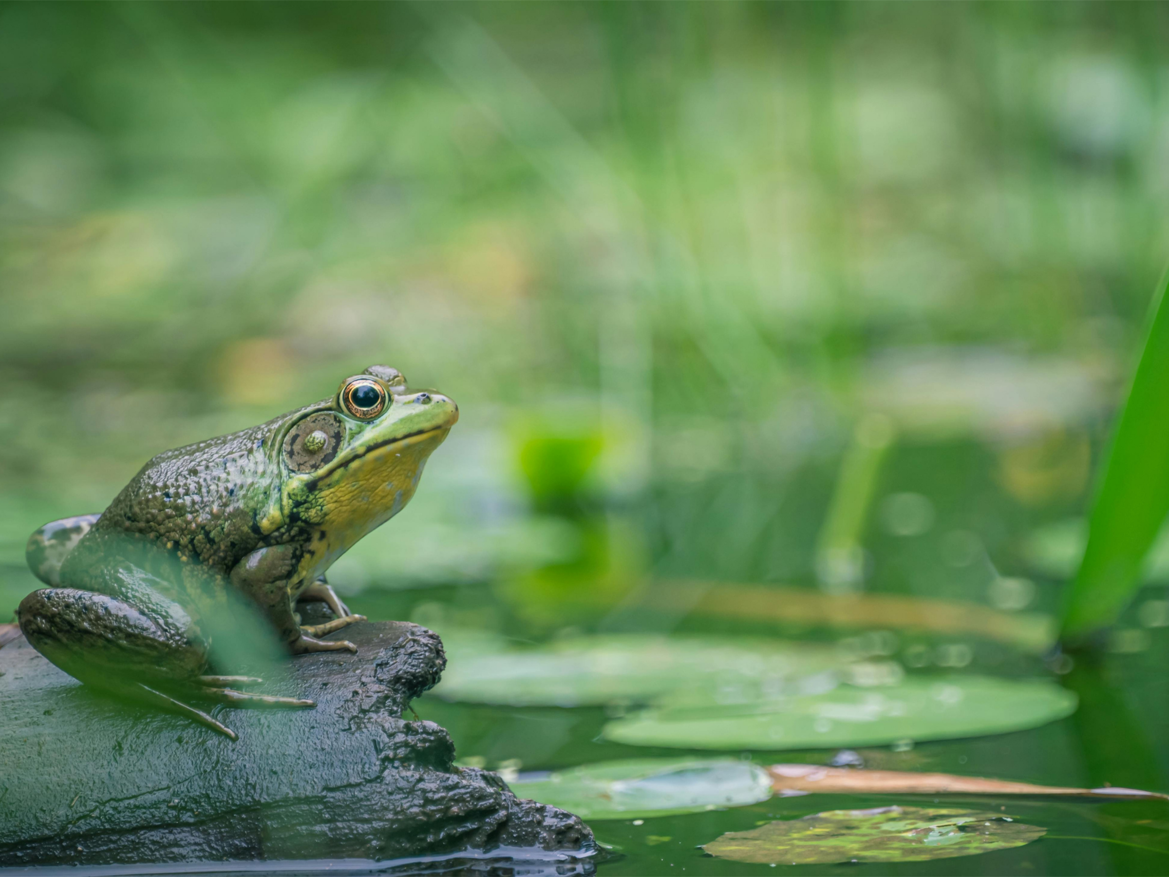 EAST CENTRAL ILLINOIS FROGWATCH VOLUNTEER FIELD TRAINING