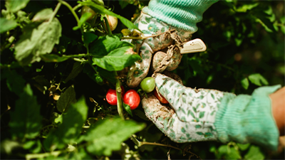 image GARDEN SPEAKER SERIES: SOLA GRATIA FARM