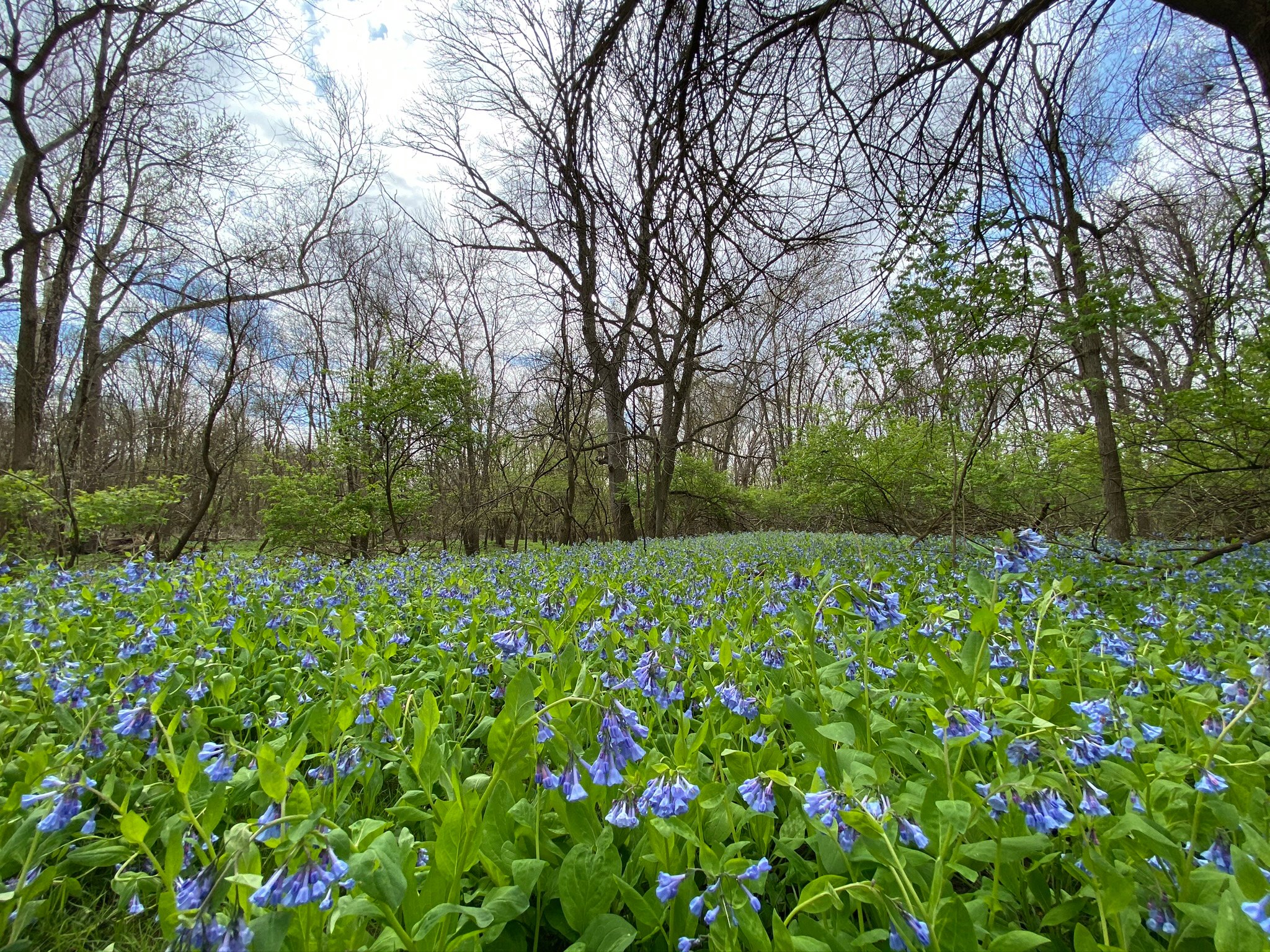 POP-UP: WILDFLOWER WALK