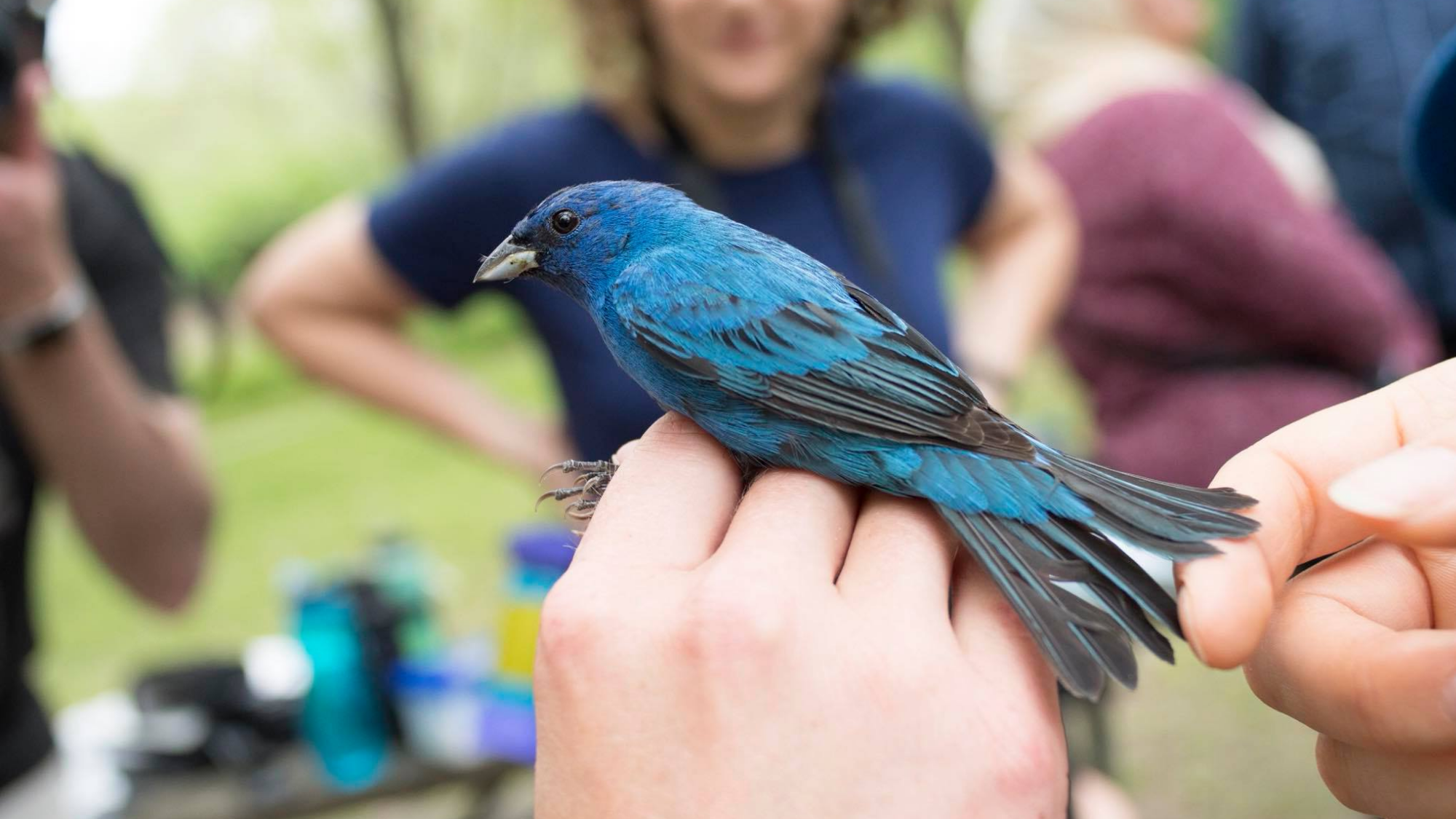BIRD MIST NETTING DEMONSTRATION