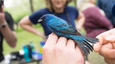 image BIRD MIST NETTING DEMONSTRATION