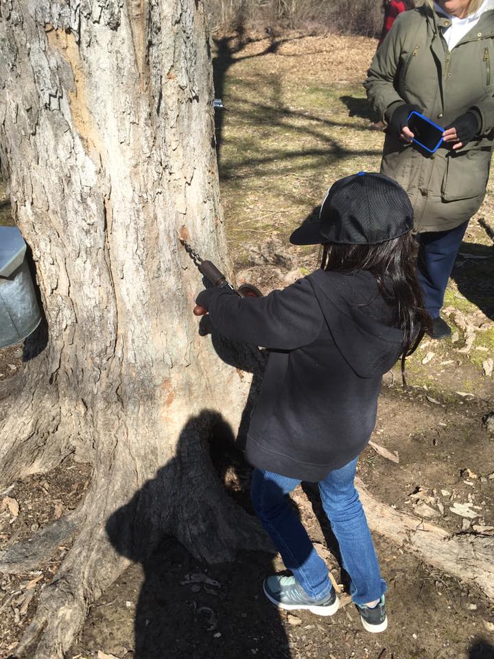 Sap to Syrup: Exploring Maple Tapping in Central Illinois